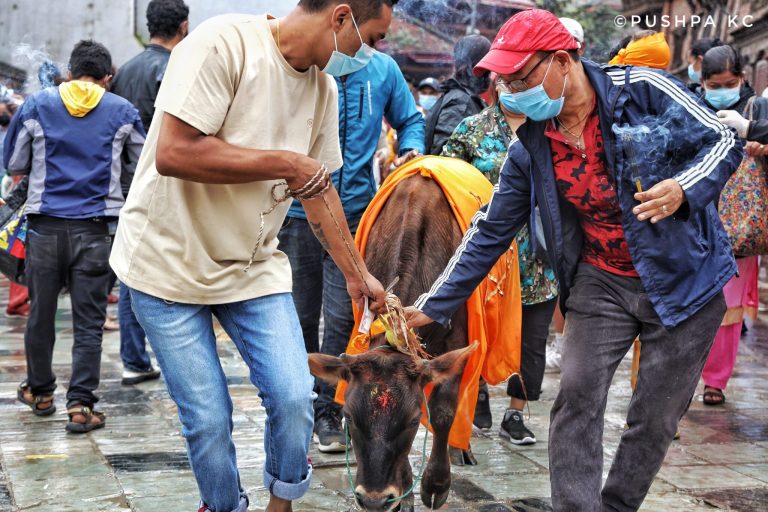 GAI JATRA: Kathmandu’s Colorful Cow Carnival